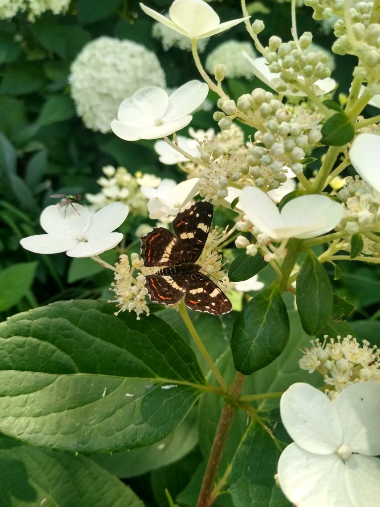 Motyle: rusałka kratkowiec forma letnia