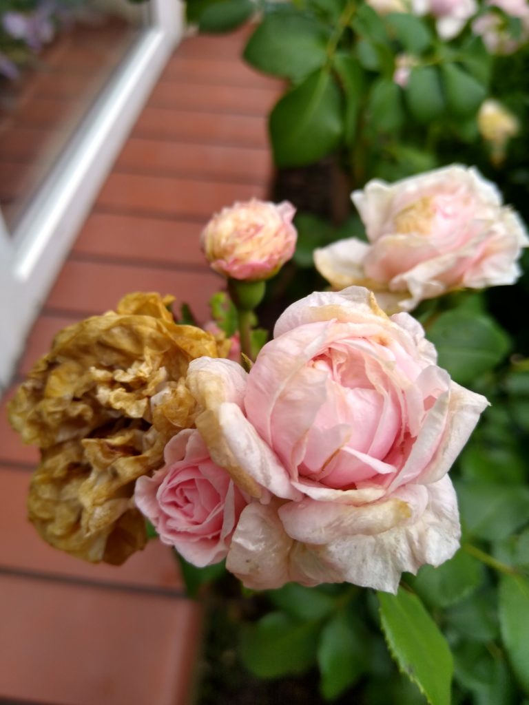 Róża Cindirella