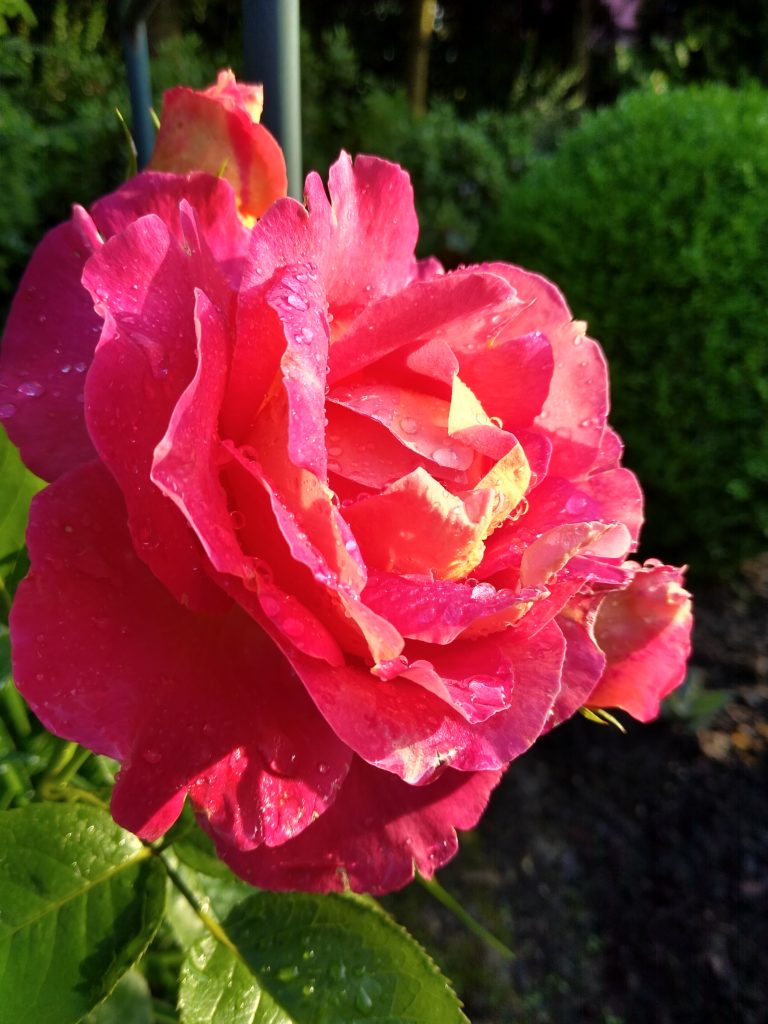 Róże: róża "Little Showoff"