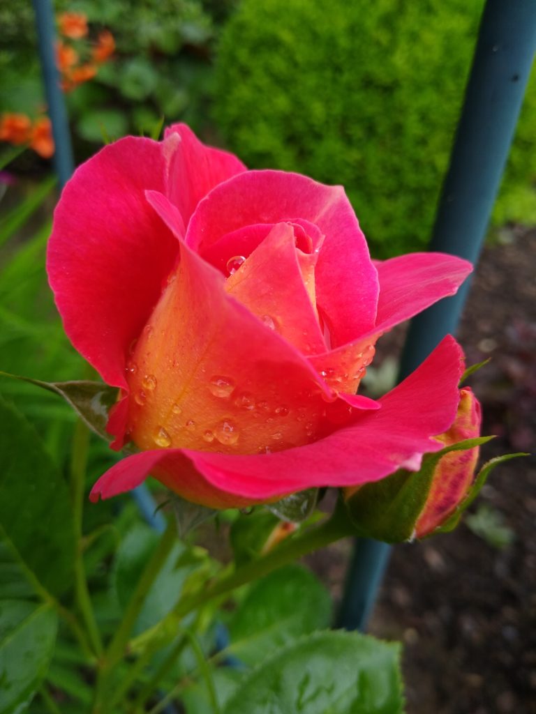 Róże: róża Little Showoff