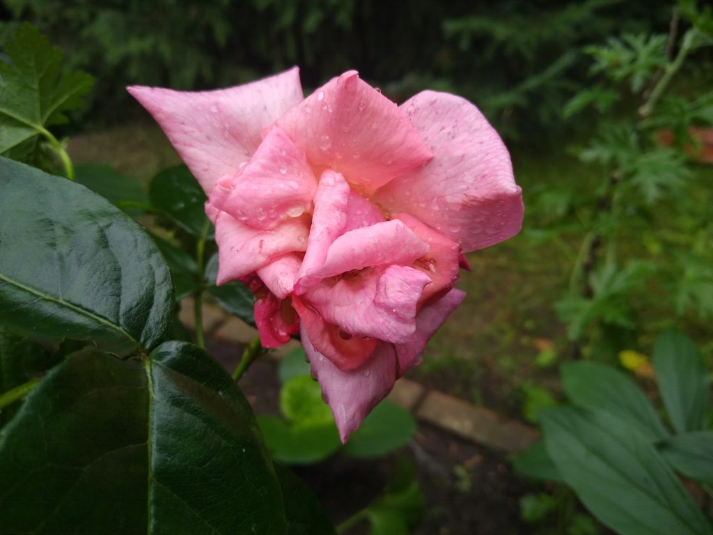 Róże: róża "Pink Cloud"