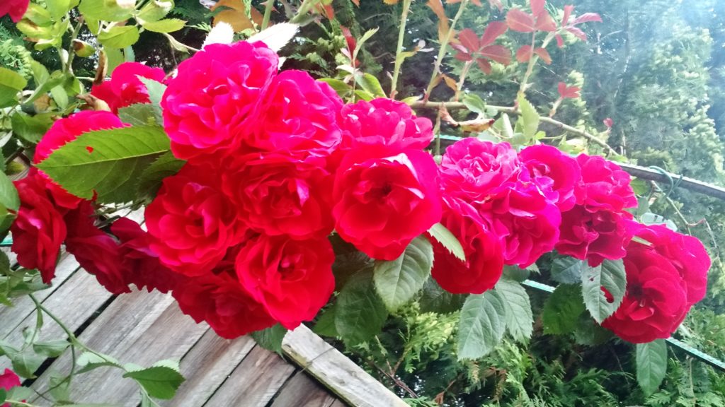 Róże: róża Simpathie