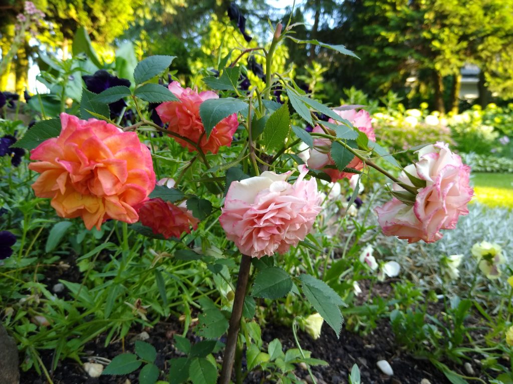 Róże: róża mini