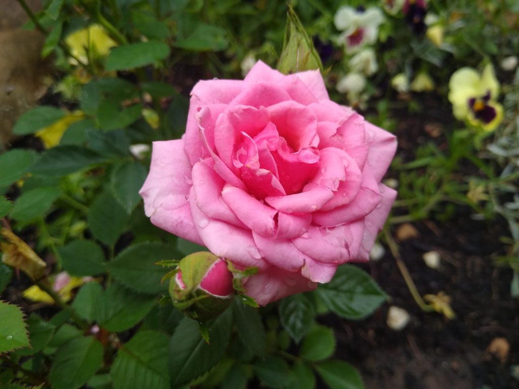 Róża mini