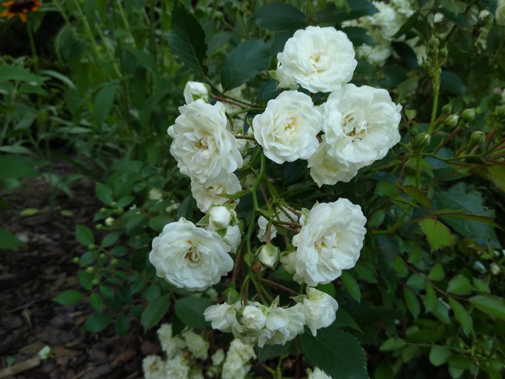 Róża okrywowa biała