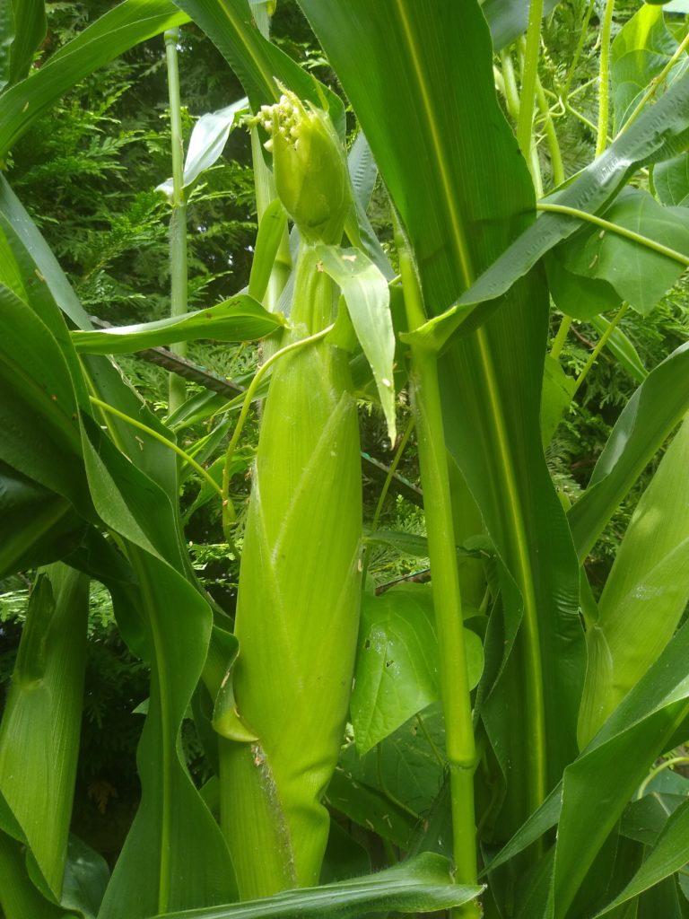 Plony z warzywnika: kolba kukurydzy
