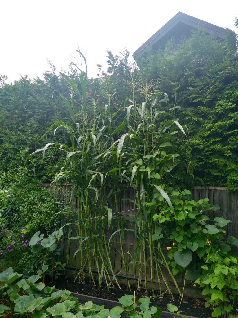 Plony z warzywnika: wysokość kukurydzy