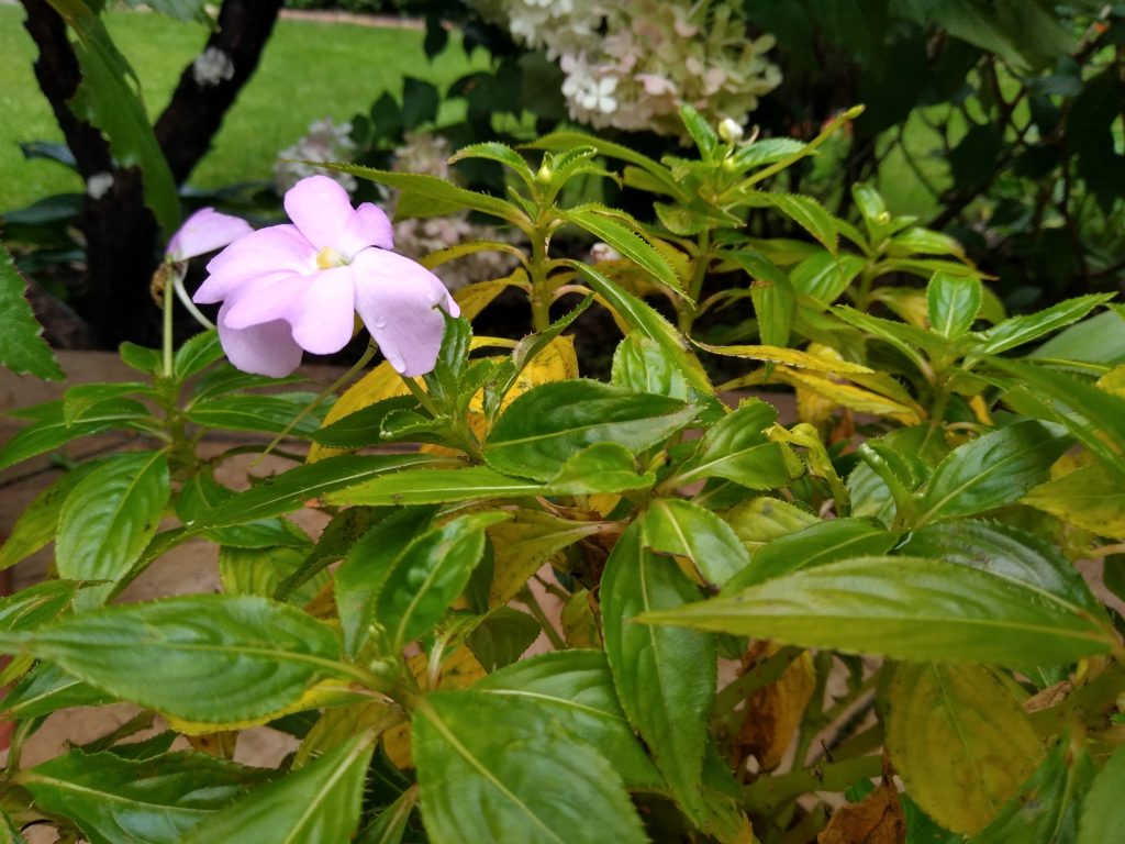 Niecierpek nowogwinejski: pierwszy z kwiatkiem