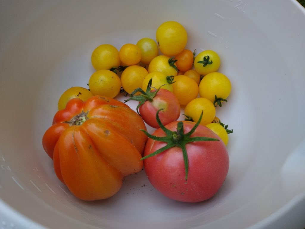 Plony z warzywnika: pomidory
