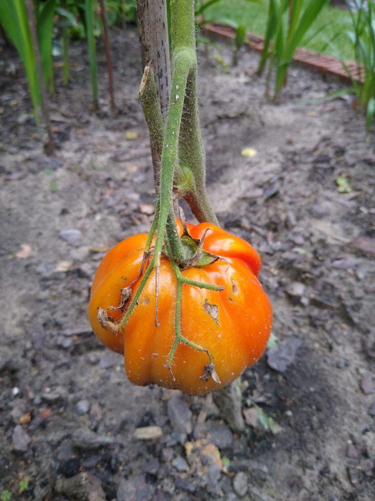 Plony z warzywnika: pomidor bawole serce