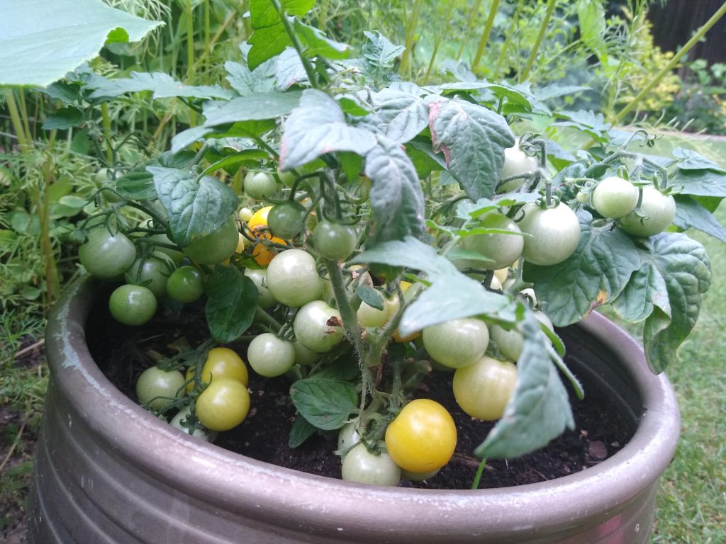 Plony z warzywnika: pomidorki w doniczce