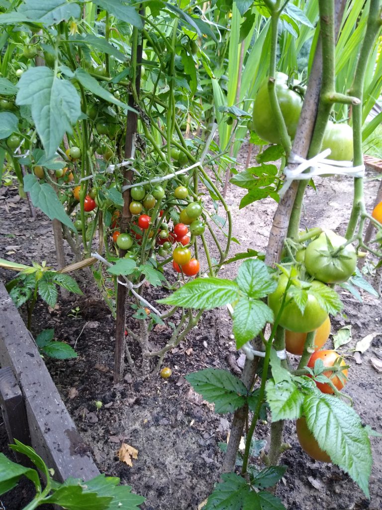 Plony z warzywnika: krzaczki pomidorów