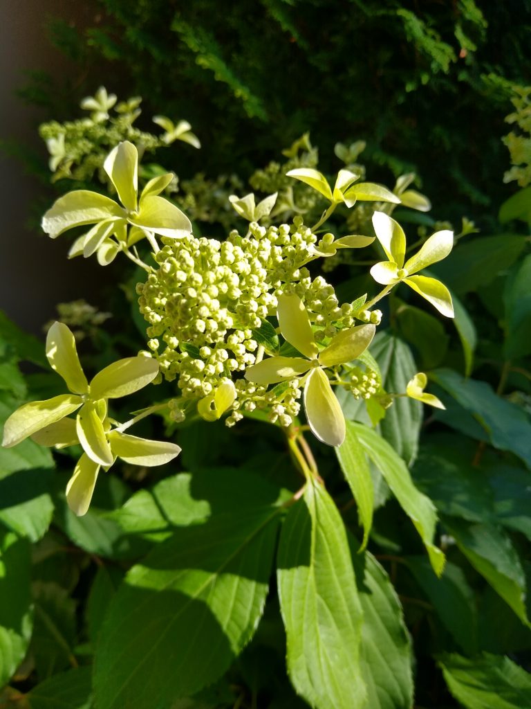 Hortensje: Hortensja Great Star - kwiat
