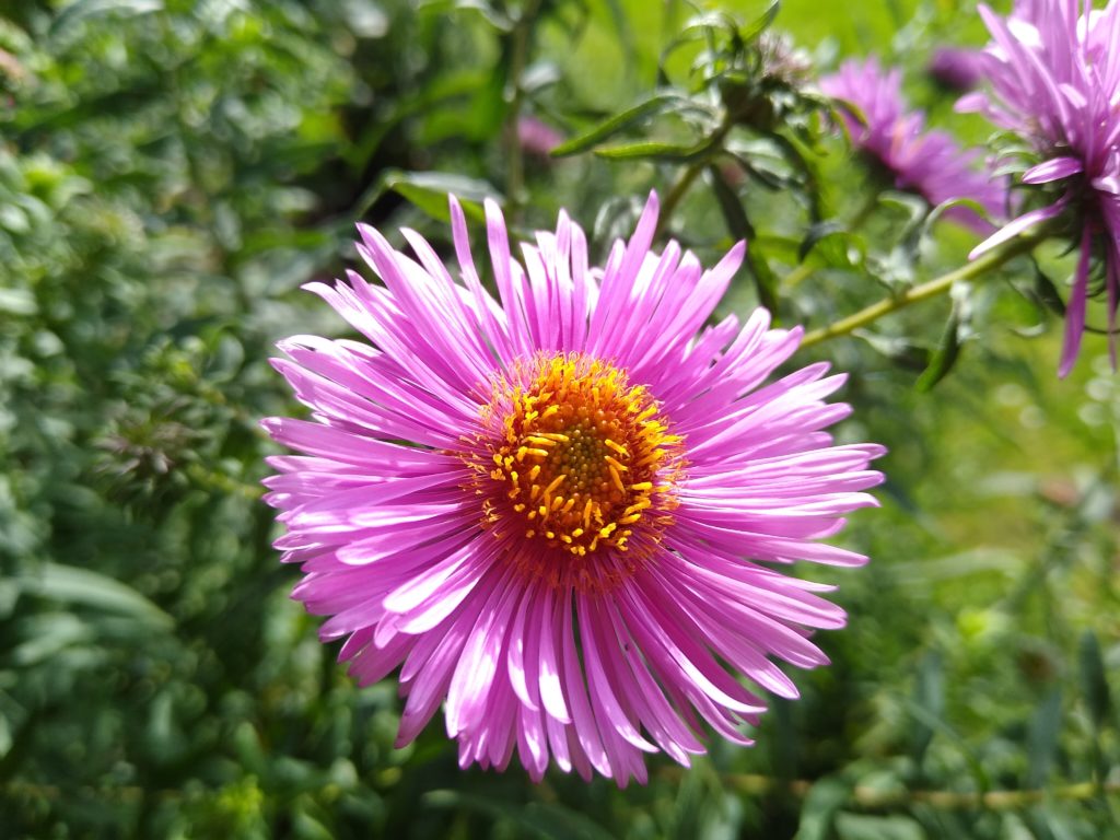 Kwiat marcinka