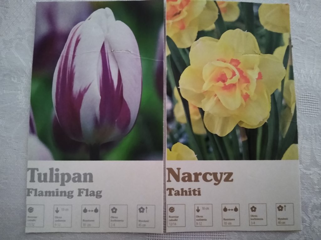 Cebulki tulipanów i hiacyntów