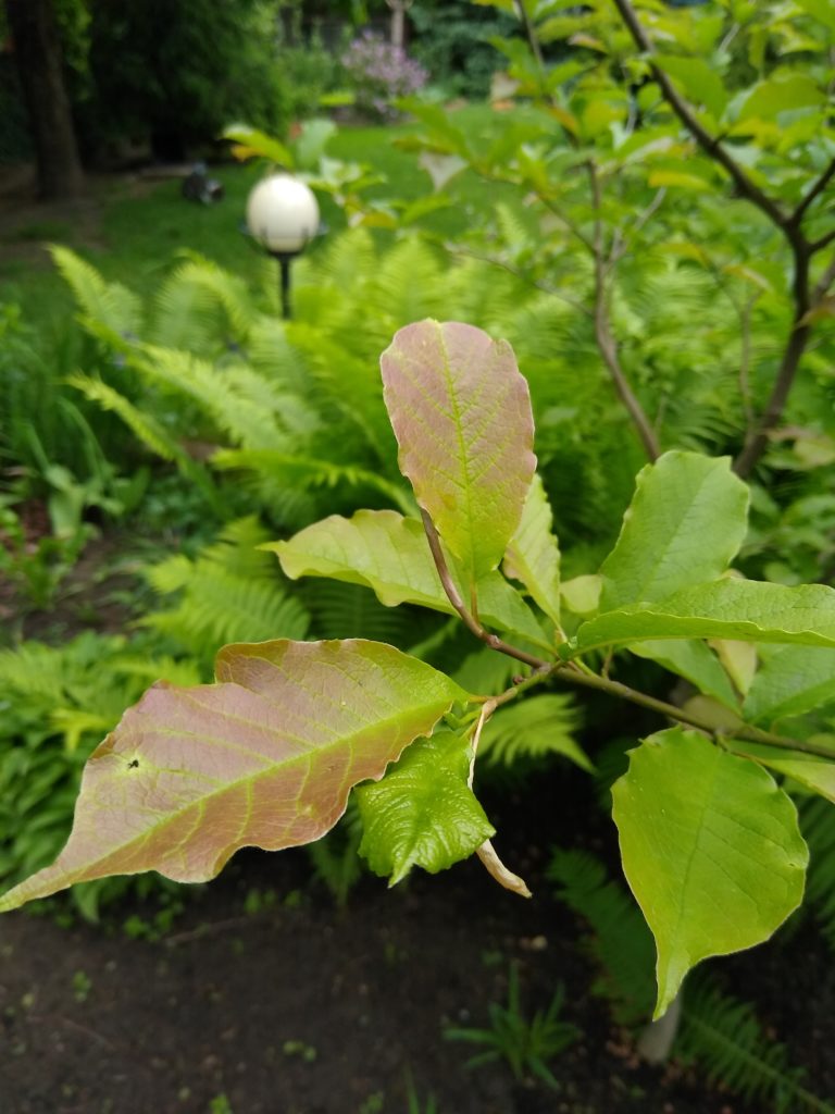 Magnolia - liście