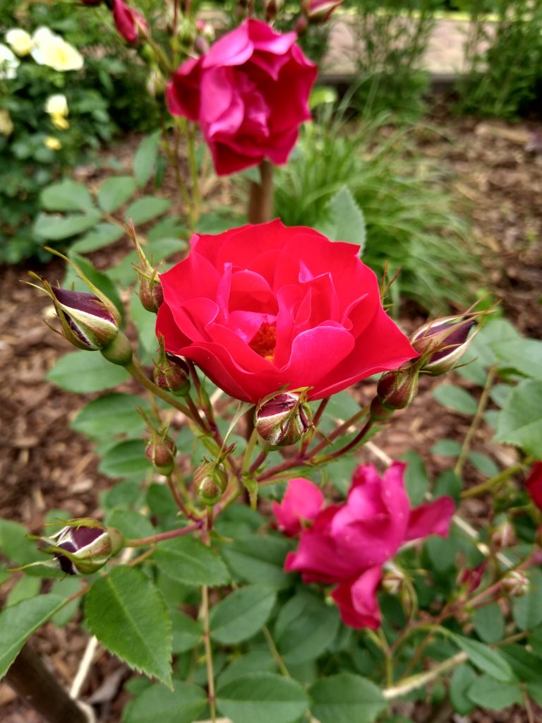 Róża adelaide hoodless