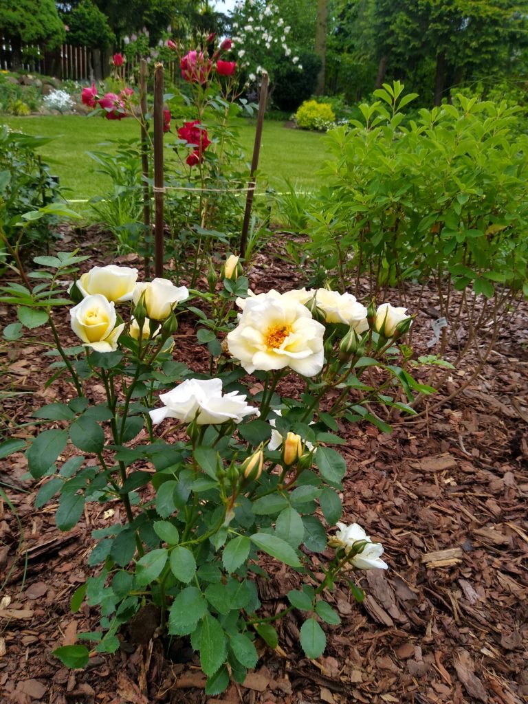 Róża j.p. connell