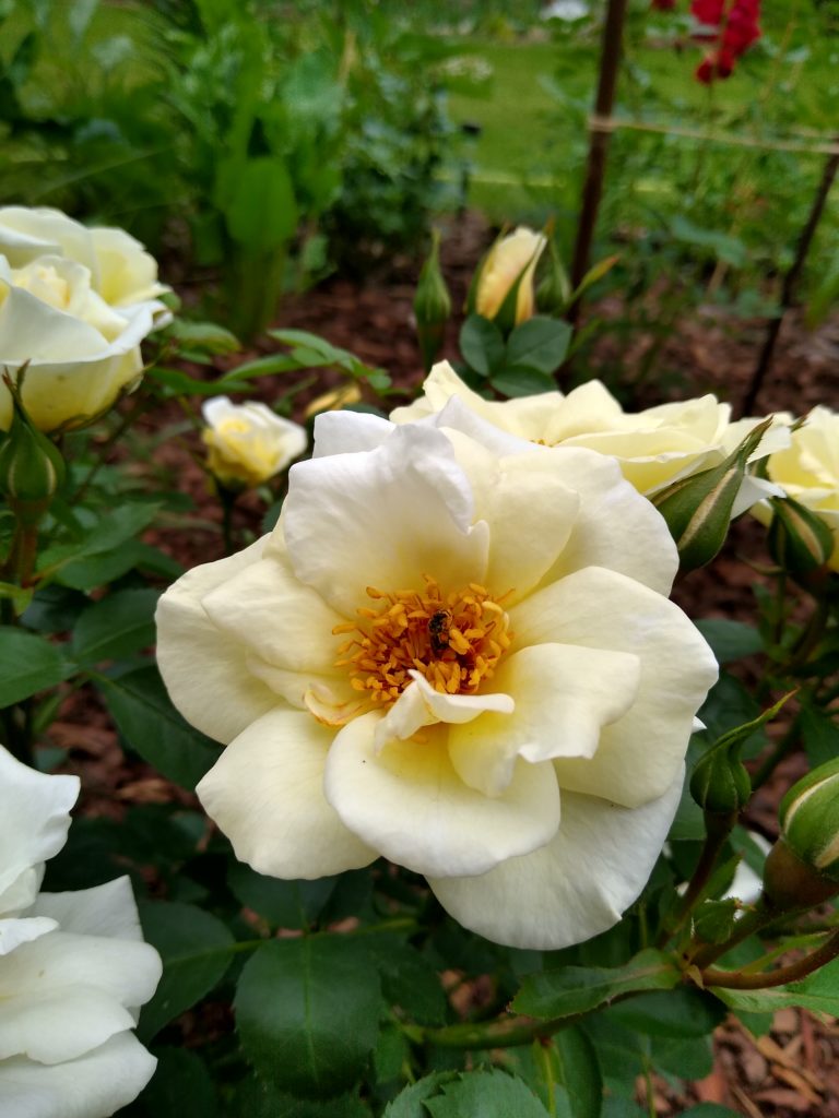 Róża j.p. connell