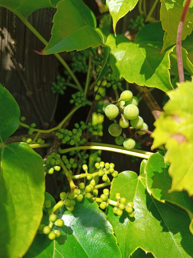 Dzikie winogrono i winobluszcz owoce