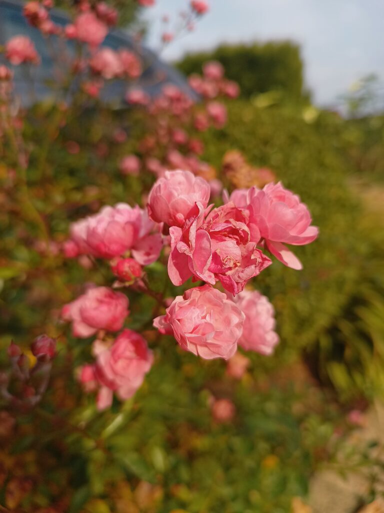 Róża okrywowa
