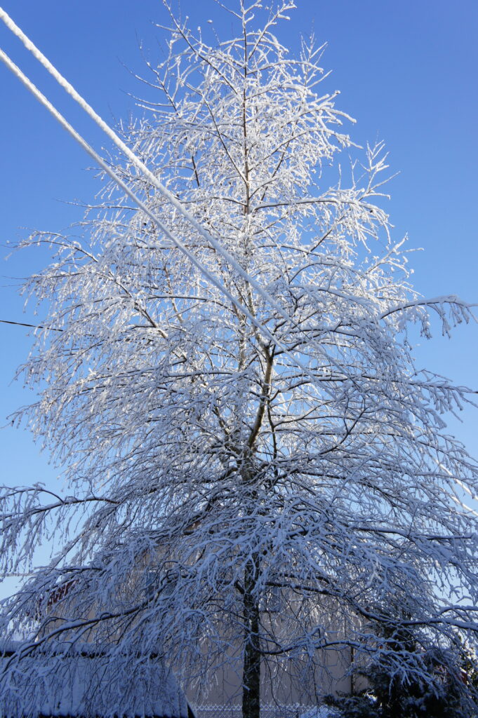 Drzewa na start: brzoza zimą