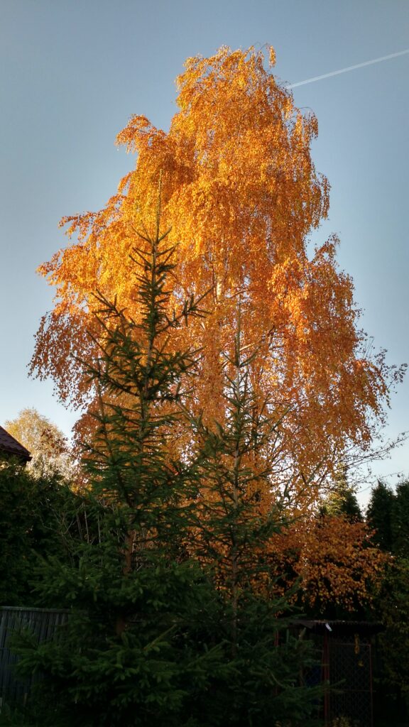 Drzewa na start: brzoza jesienią