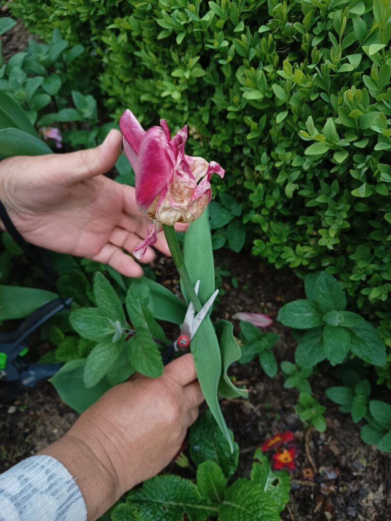 Cięcie tulipanów