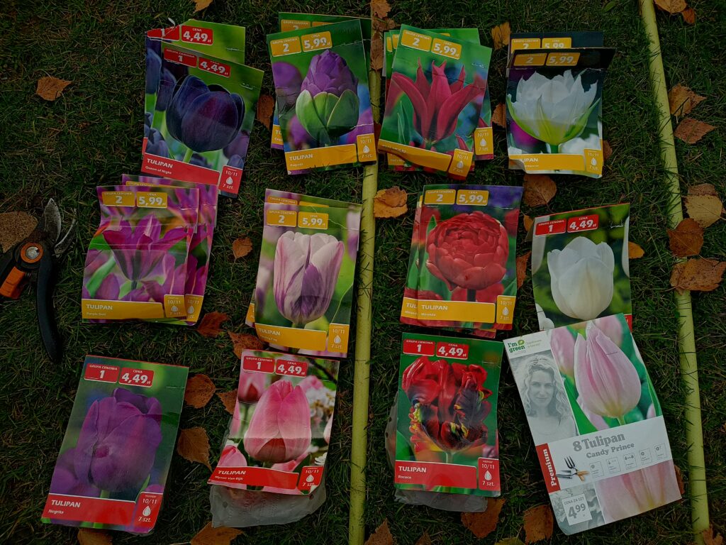 Posegregowane tulipany