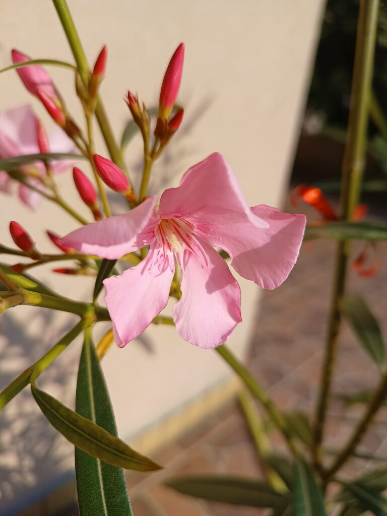 Kwiat