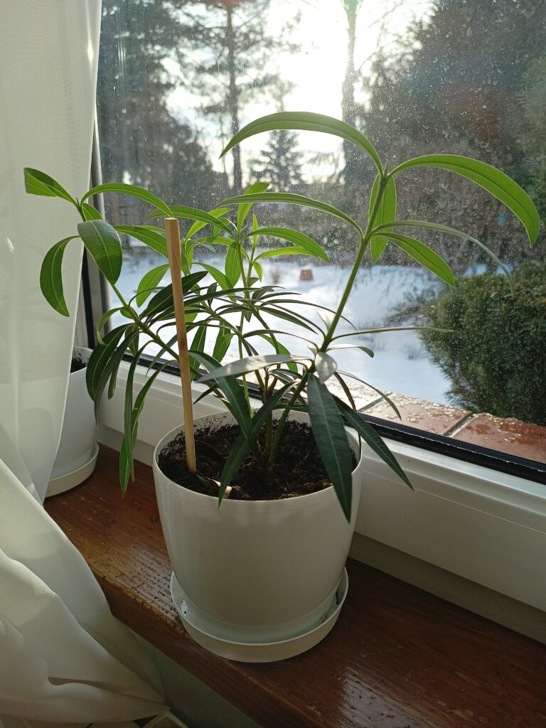 Młody oleander