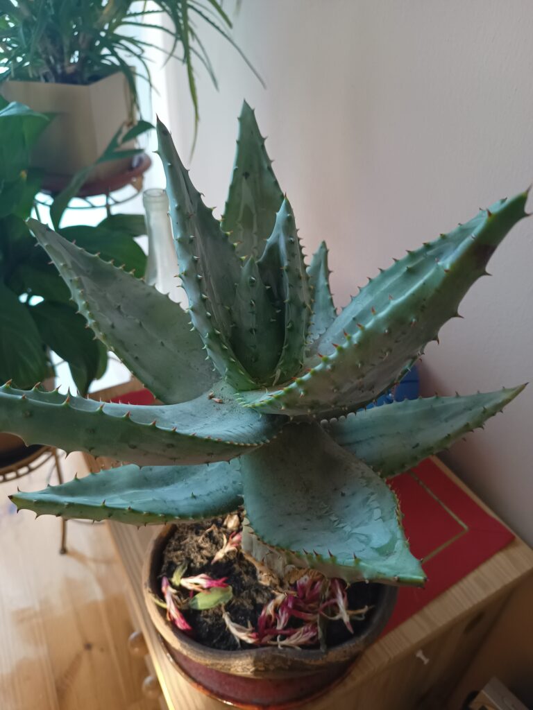 Aloes ostry