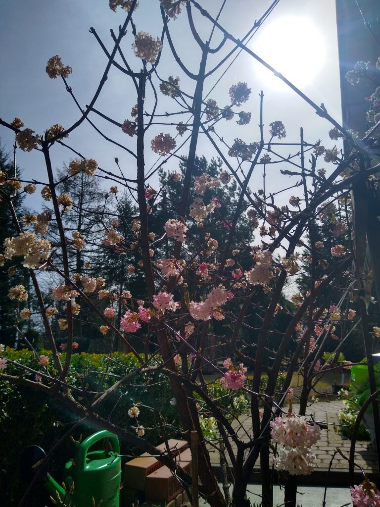 Kalina bodnantska - kwiaty